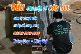Sửa cân điện tử cân heo ở Trảng Bom Đồng Nai - cân nhảy số lung tung
