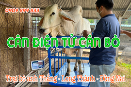 Cân điện tử cân bò 2 tấn giao trại bò anh Thắng ở Long Thành Đồng Nai