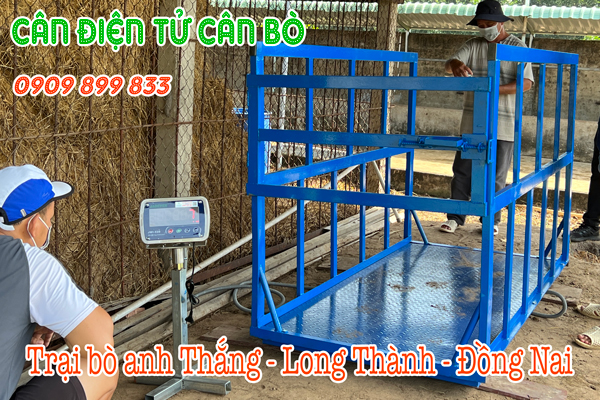 Cân điện tử cân bò 1 tấn 2 tấn ở Long Thành Đồng Nai
