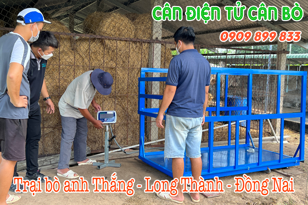 Cân điện tử cân trâu bò 1 tấn 2 tấn ở Long Thành Đồng Nai