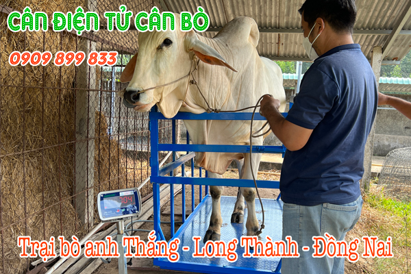 Cân điện tử 1 tấn 2 tấn cân trâu bò ở Long Thành Đồng Nai